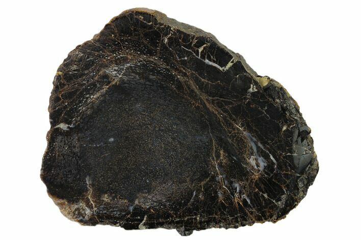 Polished Dinosaur Bone (Gembone) Section - Utah #151449